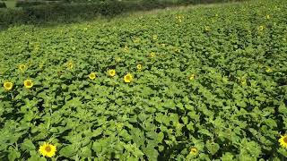 Ashover Family Farm August Sunflower promo opening 19th August 23 [upl. by Trant]