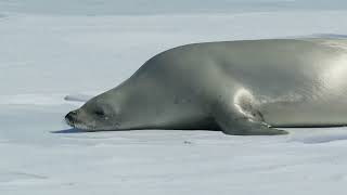 Crabeater Seal in Antarctica [upl. by Tarrel]