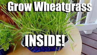 How to Grow Wheatgrass INSIDE and How to Use it in a Smoothie  Indoor Garden Series 3 [upl. by Kcolttam]