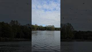 Seagulls Chasing my Rc Boat fyp speedboat [upl. by Beckett]