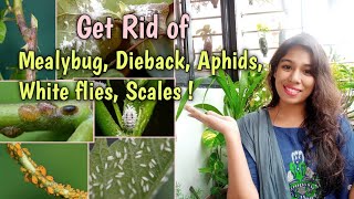 Get rid of Mealybugs Dieback Aphids Scales and WhiteflyGarden Pest Control Weekly Pest Control [upl. by Yci]