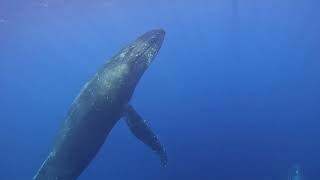 Maui Snorkeling amp Whale Watching Insane Whale Footage [upl. by Alidia]