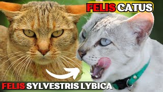 How We Domesticated CatsA Brief History Of Cats [upl. by Leirda718]