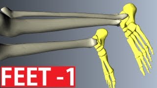 Foot Anatomy  Bones of the Foot  Anatomy Tutorial Part 1 [upl. by Annunciata114]