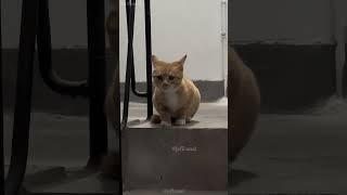 shortvideo funny mycatchannel cat petschannel yourcat funnycats catschannel pets [upl. by Yauqram3]