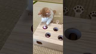 “Cats are connoisseurs of comfort” – James Herriotyoutubeshorts youtube shortvideo shortviral [upl. by Pardoes348]