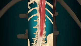 Longissimus thoracis muscle action Vertebral column Lateral flexion muscle anatomy [upl. by Neira]