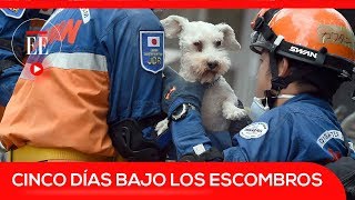 Rescatan a un perro que sobrevivió cinco días bajo escombros en México  El Espectador [upl. by Annor]