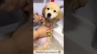 Disastro Epico del Cucciolo Non Crederai a Quello che ha Combinato 😂 cane divertente animali [upl. by Jarus434]