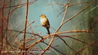 8 HOURS Bird Sounds and Relaxation Music for Inner Peace Meditation and Yoga [upl. by Gaillard]