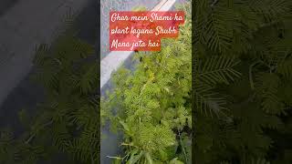 Ghar mein Shami ka plant lagana Shubh Mana jata hai [upl. by Latton193]