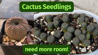 How to Repot Cactus Seedlings  Frailea Castanea [upl. by Luedtke27]