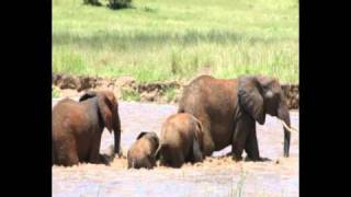 Elephant River Rescue in Tanzania Africa [upl. by Inait]