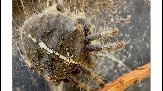 Cat  Faced Spider ARANEUS Gemmoides close up with iPhone 16 pro max [upl. by Enrico]