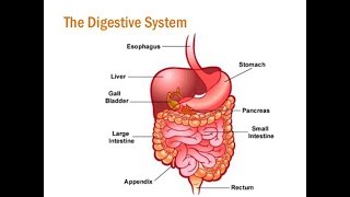 Digestive System  Process in small intestine  Zoology Tamil [upl. by Narad]