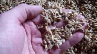 Making Malt at home Malted Barley The Malting [upl. by Antin]