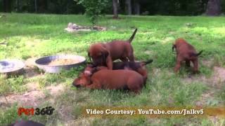 Redbone Coonhound Dog Breed Info [upl. by Nnylyak]