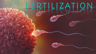 Fertilization of human sperm ovam  Pregnancy fertilization animation process [upl. by Ayo]