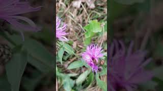 Centaurea  The Bikers flower [upl. by Aline]