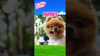 Cute Puppies  Cute Baby Animals  Puppy Facts cuteanimals cutepuppy animalfacts [upl. by Elinet]