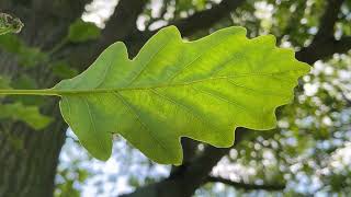 Sessile oak  underside of leaf  May 2024 [upl. by Oakley]