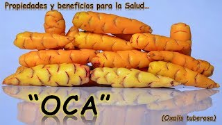 LA OCA  PROPIEDADES Y BENEFICIOS PARA LA SALUD [upl. by Croner]