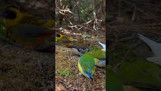 Finches Aviary  Gouldian Finches  Finch and Waxbill Aviary  Birds birds nature animal [upl. by Margherita684]