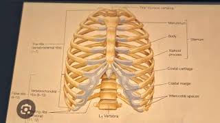 छातीचा पिंजरा Thoracic Cage Science Prediction Series Ekakshi MPSC  Marathi MPSC Tricks [upl. by Yllier359]