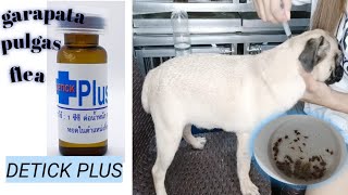 Paano ang tamang pag apply ng Detick plus kung marami kang aso  Detick plus for dogs [upl. by Christin]