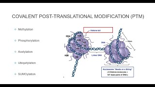 Histone Post Translational Modifications [upl. by Siddra295]