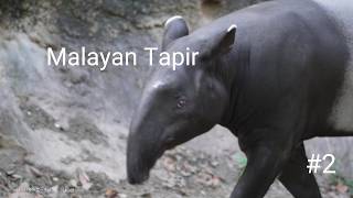 Malayan Tapir quotLocoquot 202409262／Yokohama Zoological Gardens quotZoorasiaquot ／4K [upl. by Donata517]