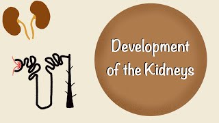 Development of the Kidneys  Renal Embryology  Development of the Urinary System  Embryology [upl. by Maximilianus]