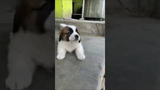 Aggressive saint bernad puppy 🐶 saintbernad saintbernadpuppy 2montholdsaintbernadpuppy  newsaint [upl. by Brawley]