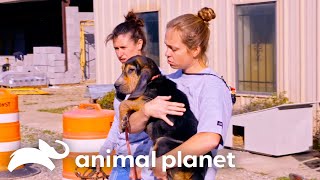 Tia Torres Rescues 8 Dogs From a Mississippi Shelter  Pit Bulls amp Parolees  Animal Planet [upl. by Martainn]