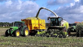 Mais oogst met Claas Jaguar 940 Loonbedrijf Entjes BV Slochteren [upl. by Lory]