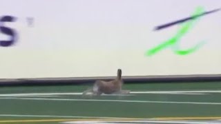 Jackrabbit jumps onto the football field [upl. by Mandel]