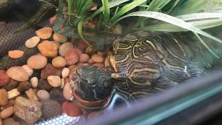 Reptiles and Cats at Petsmart [upl. by Auberta1]