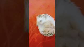 🦔🦔🦔 cute floraandfauna animals fauna [upl. by Johannes]