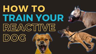 Dog Reactivity Training 4  How to Train a Reactive Dog  Professional Dog Training Advice [upl. by Sarson]