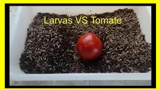 Larvas VS TomateBichinho da Laranja [upl. by Krongold669]