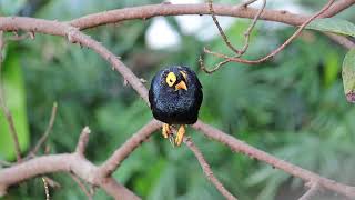 Yellow Faced Myna Taken at Edward Youde Aviary in Hong Kong Park Central [upl. by Zela]