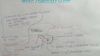 Mammary Gland Anatomy  2 Chart  TCML [upl. by Assyn766]