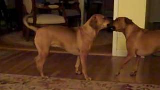 My Rhodesian Ridgeback  Beagle mixes vs The Camera [upl. by Anelrats]