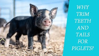 How to trim teeth and dock tails for newborn piglets  GREAT FARM [upl. by Uolyram]