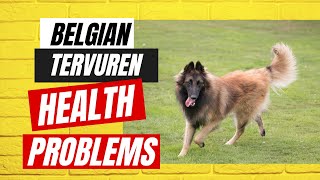 Belgian Tervuren Health Problems [upl. by Ytiak]