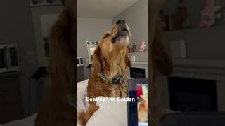 Howling Golden Retriever Bentley puppy goldenretriever goldenretrievers awooo howling singing [upl. by Thibault142]