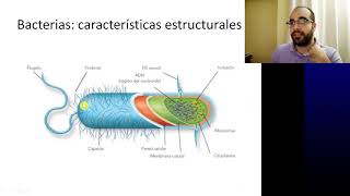 clasificación de las bacterias [upl. by Schurman65]