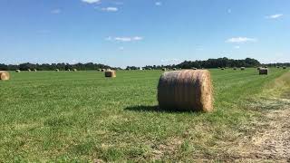 922024cooler  6 day old hay bales at hayfield  cattle at big pasture6 minutes [upl. by Irim569]