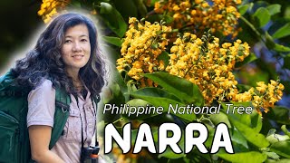 PhilippineNativeTrees Narra Pterocarpus indicus [upl. by Lledraw]