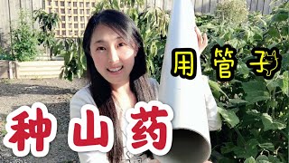 【菜园子19】山藥的種植方法  用PVC管子种山药，搭架子  How to grow yams using PVC pipe in backyard [upl. by Halilahk]